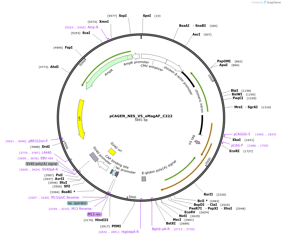 235627-plasmid-map-sequence-id-467573