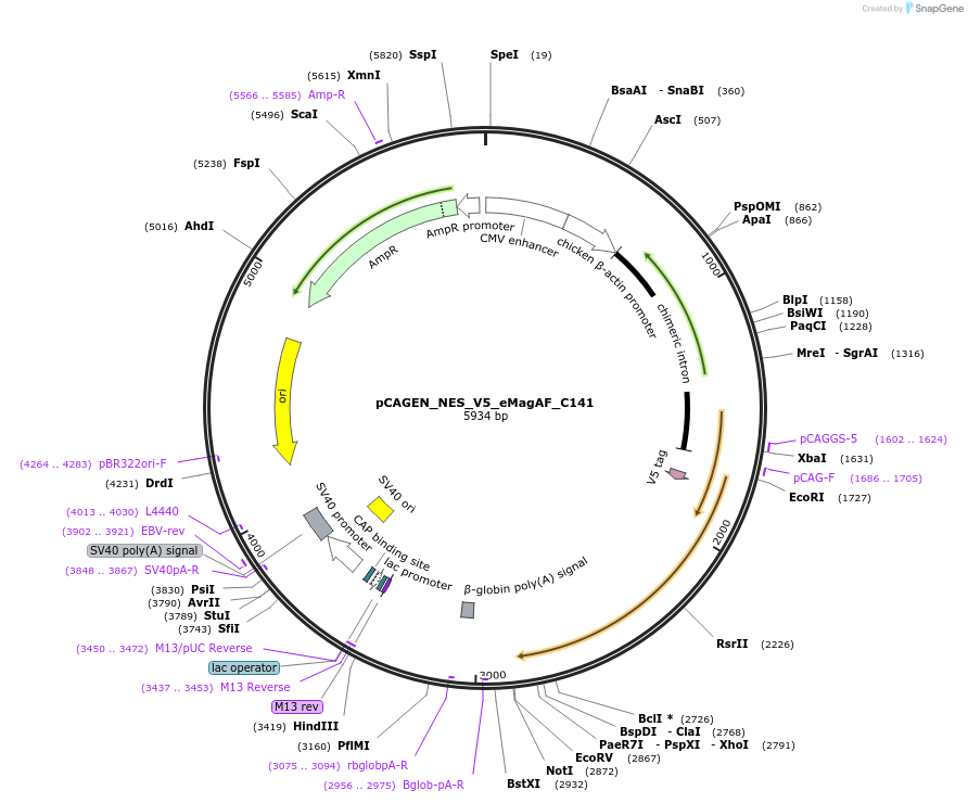 235621-plasmid-map-sequence-id-467574