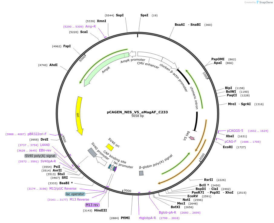 235629-plasmid-map-sequence-id-467575