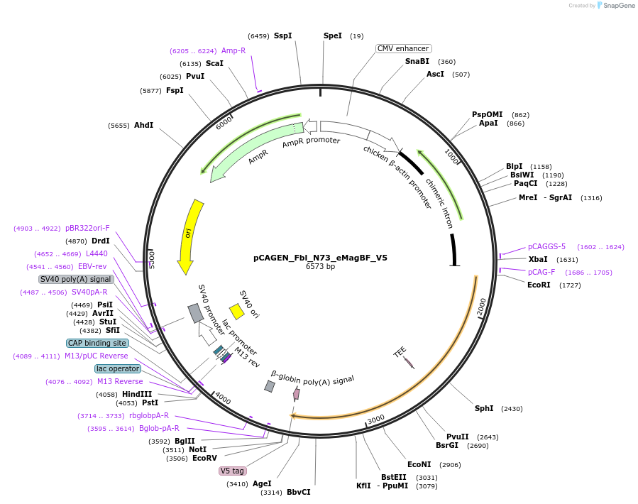 235643-plasmid-map-sequence-id-467577