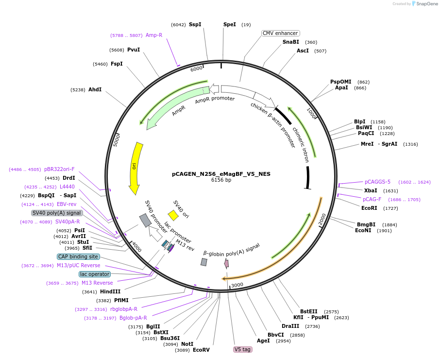235630-plasmid-map-sequence-id-467578