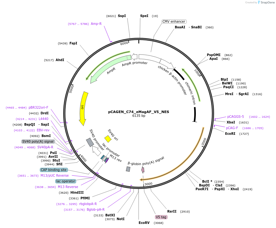 235636-plasmid-map-sequence-id-467579