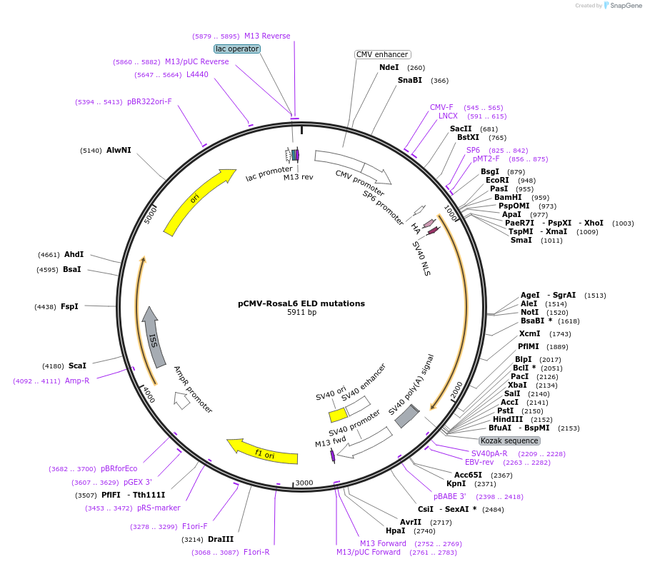 37198-plasmid-map-sequence-id-46758