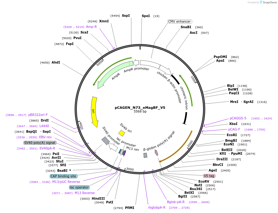 235642-plasmid-map-sequence-id-467581