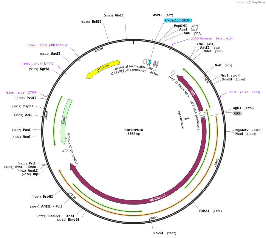 231992-plasmid-map-sequence-id-467618