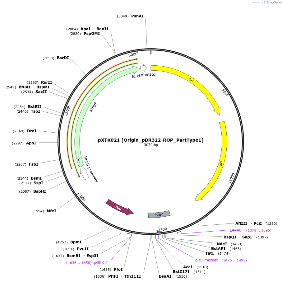 229258-plasmid-map-sequence-id-467621
