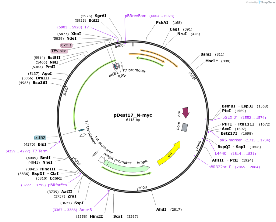 234045-plasmid-map-sequence-id-467622