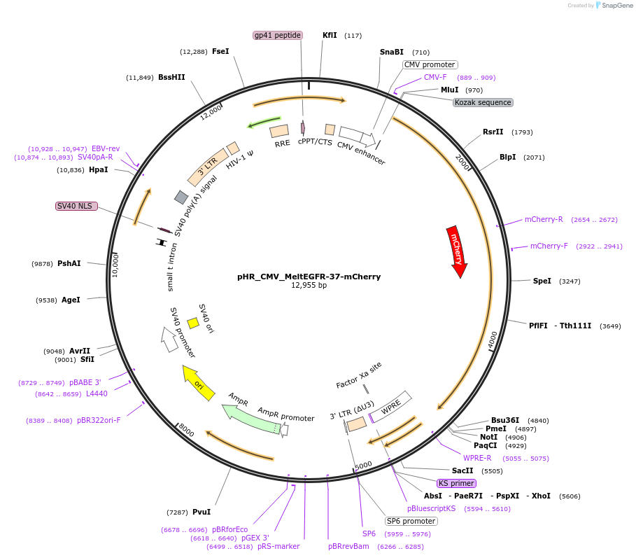 234065-plasmid-map-sequence-id-467625