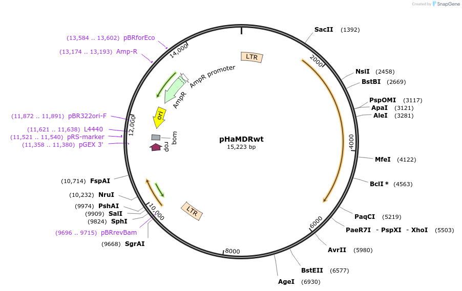 10957-plasmid-map-sequence-id-467626