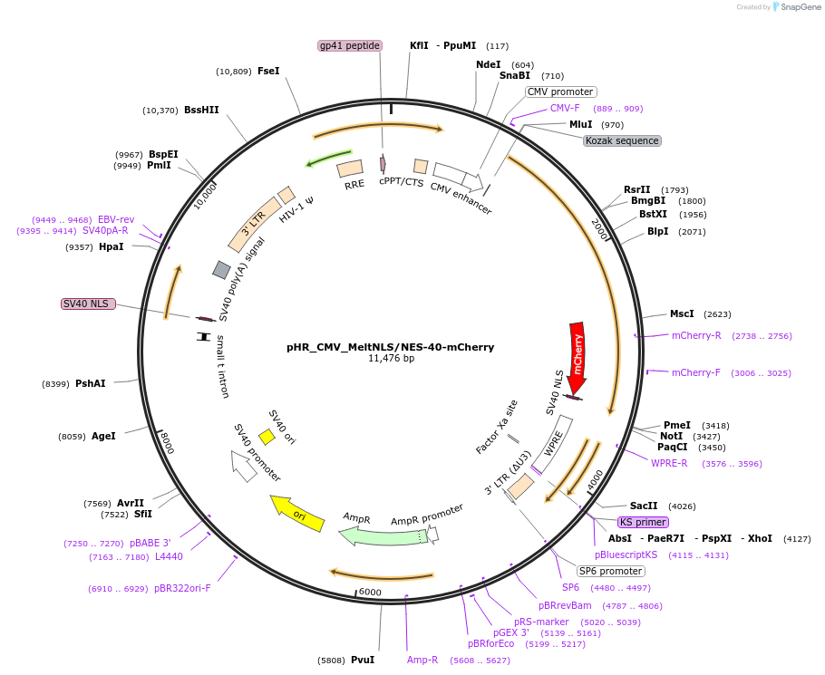 234066-plasmid-map-sequence-id-467631
