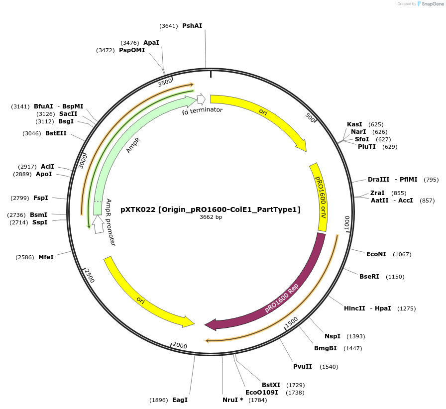 229259-plasmid-map-sequence-id-467639