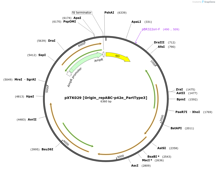 229266-plasmid-map-sequence-id-467644