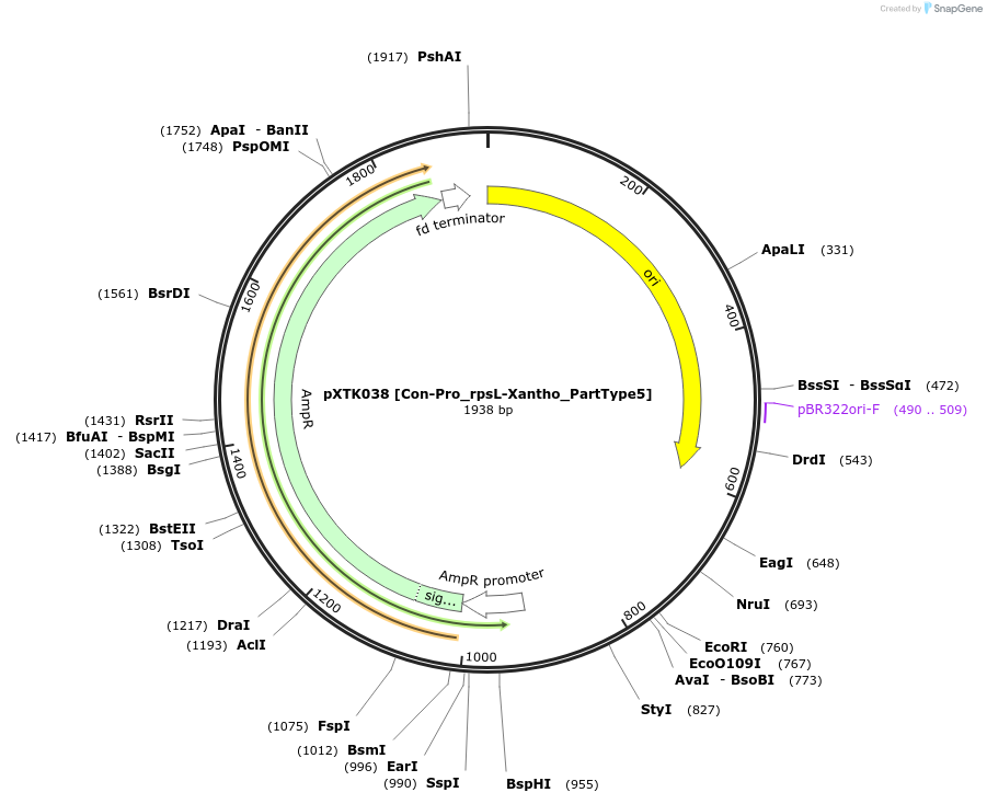 229275-plasmid-map-sequence-id-467646