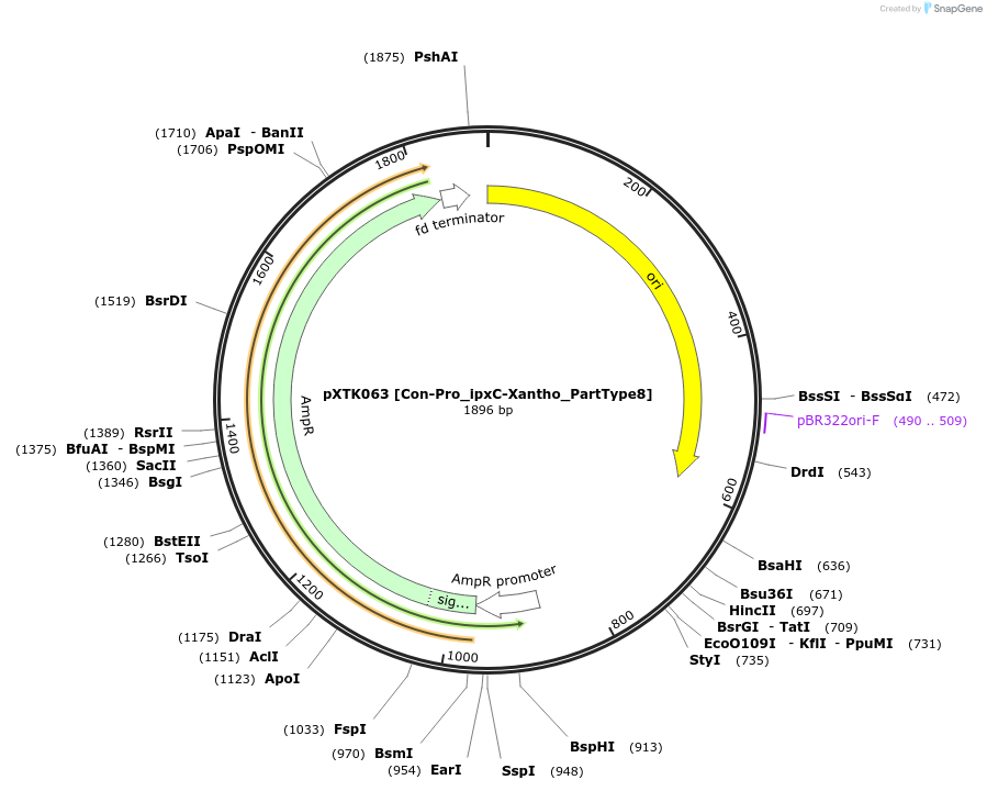 229300-plasmid-map-sequence-id-467650