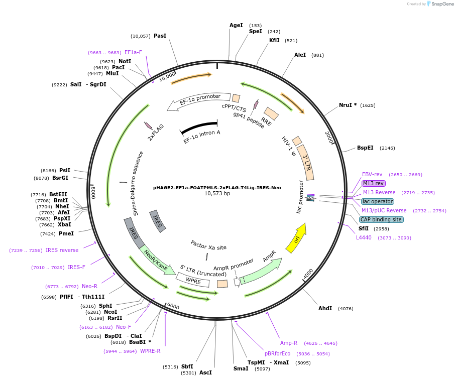 234954-plasmid-map-sequence-id-467729