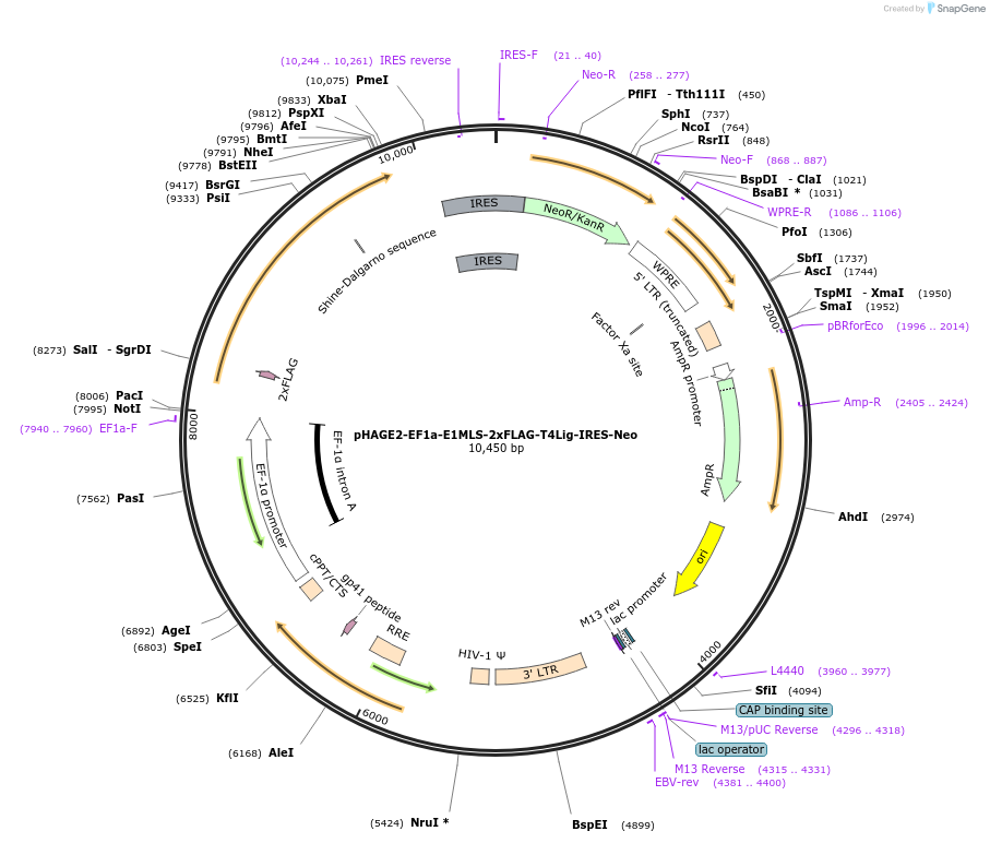234953-plasmid-map-sequence-id-467731