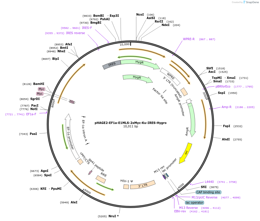 234950-plasmid-map-sequence-id-467732