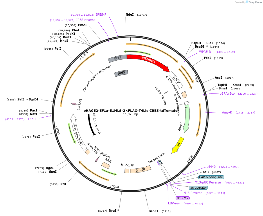 234952-plasmid-map-sequence-id-467733