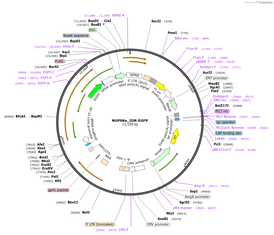 232759-plasmid-map-sequence-id-467743