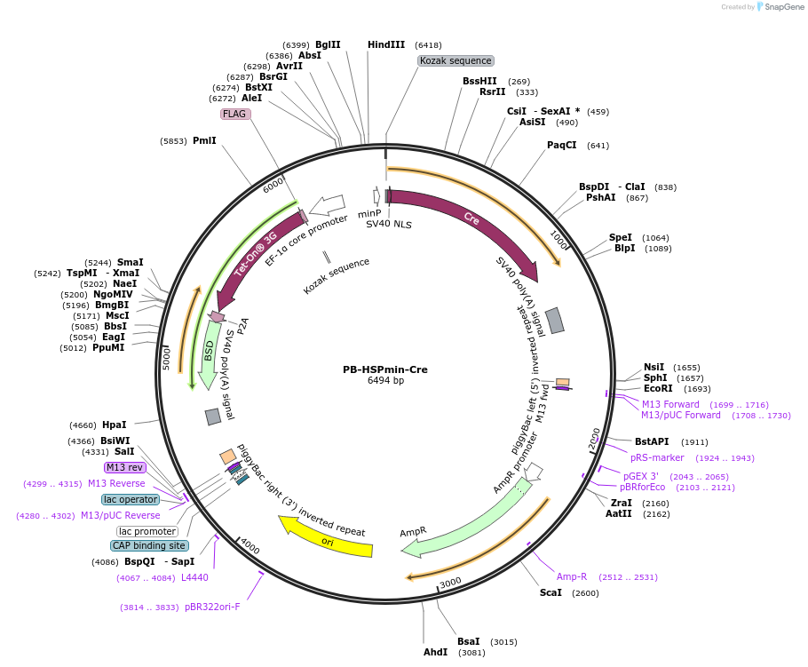 235218-plasmid-map-sequence-id-467749