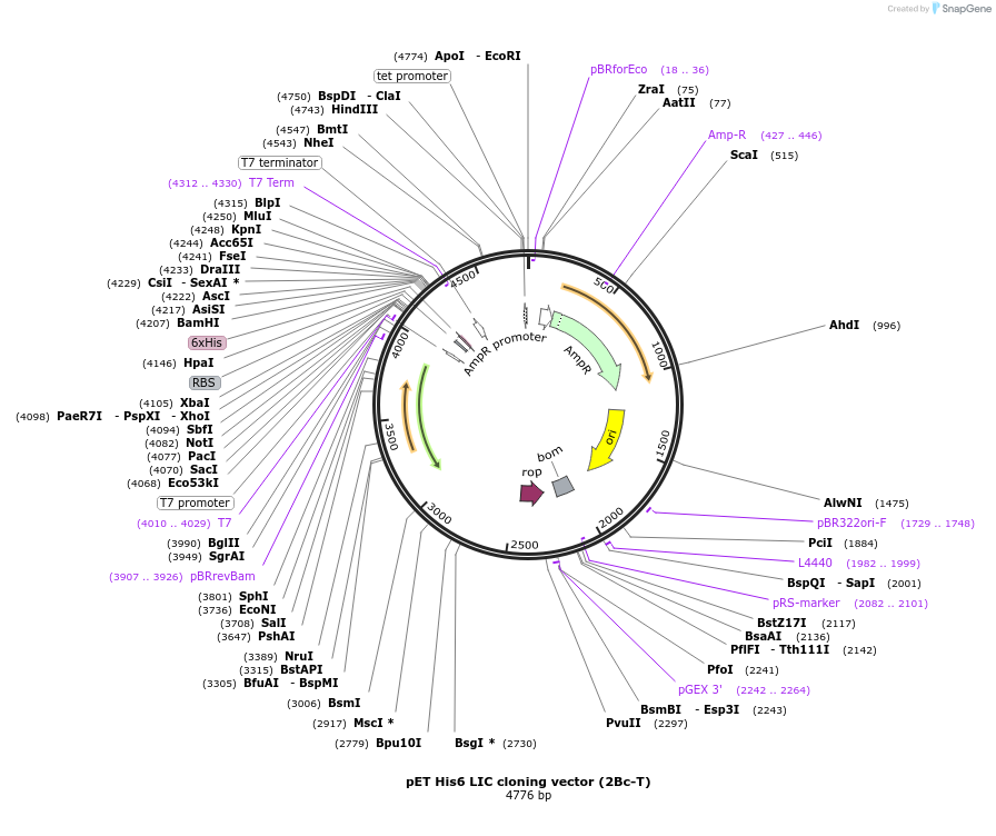 37236-plasmid-map-sequence-id-46775