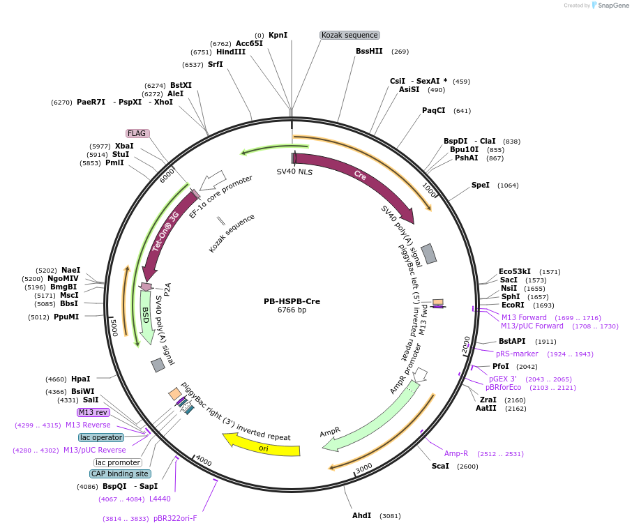 235217-plasmid-map-sequence-id-467760