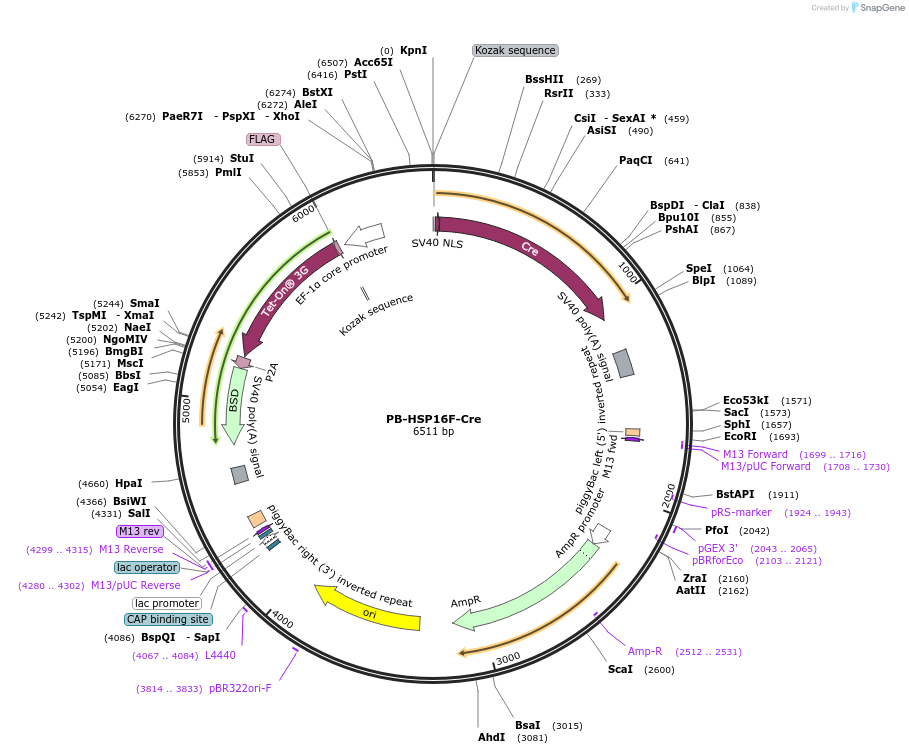 235221-plasmid-map-sequence-id-467765