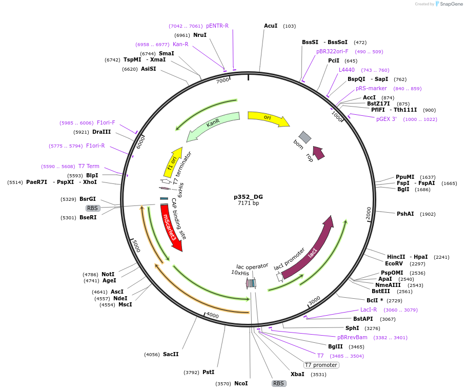 234682-plasmid-map-sequence-id-467775