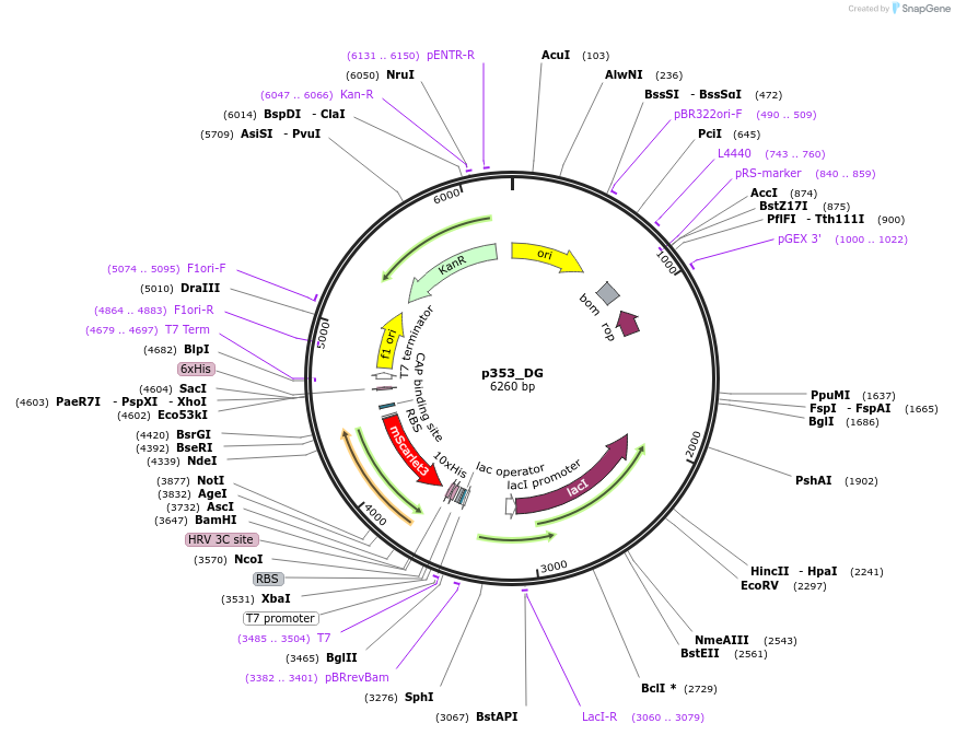 234696-plasmid-map-sequence-id-467776