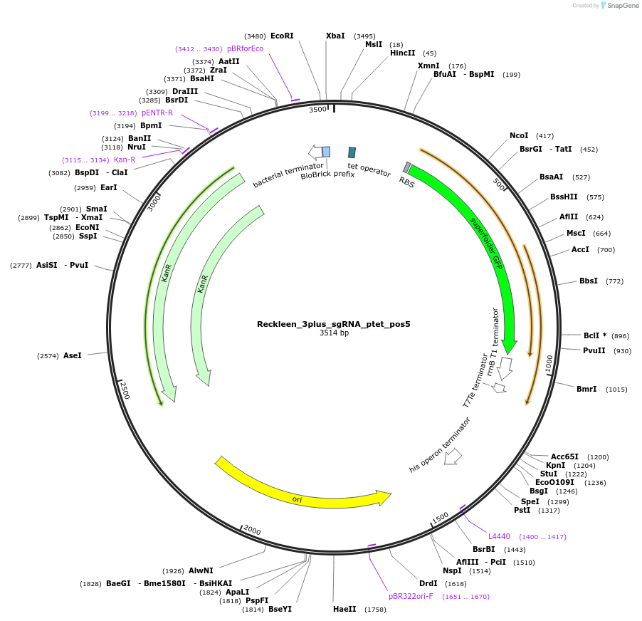 233460-plasmid-map-sequence-id-467779