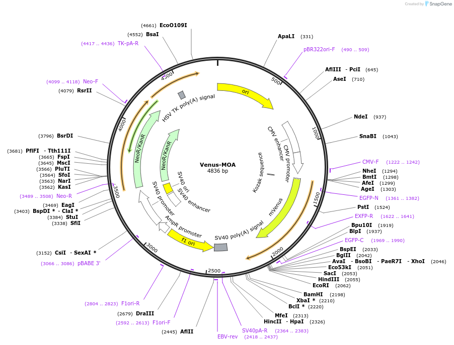234741-plasmid-map-sequence-id-467784
