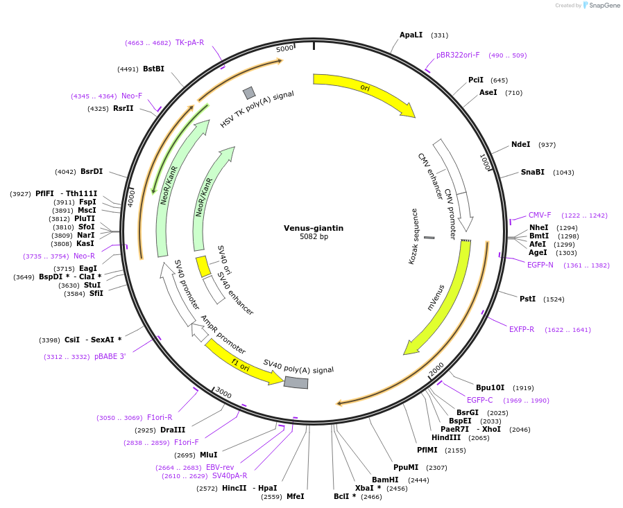 234749-plasmid-map-sequence-id-467785