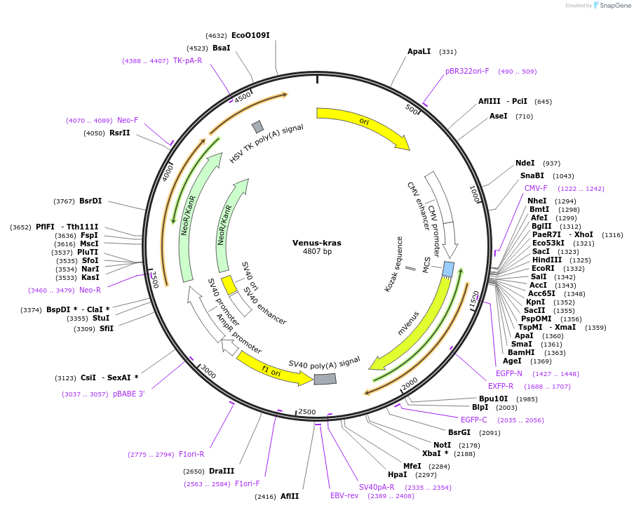 234739-plasmid-map-sequence-id-467787