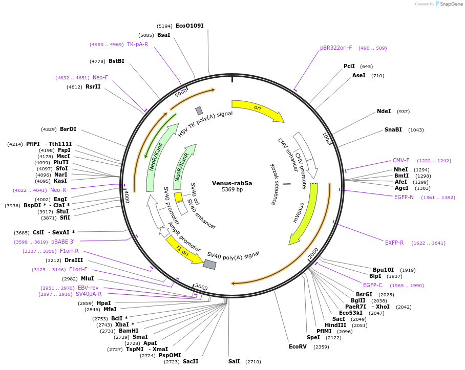 234742-plasmid-map-sequence-id-467788