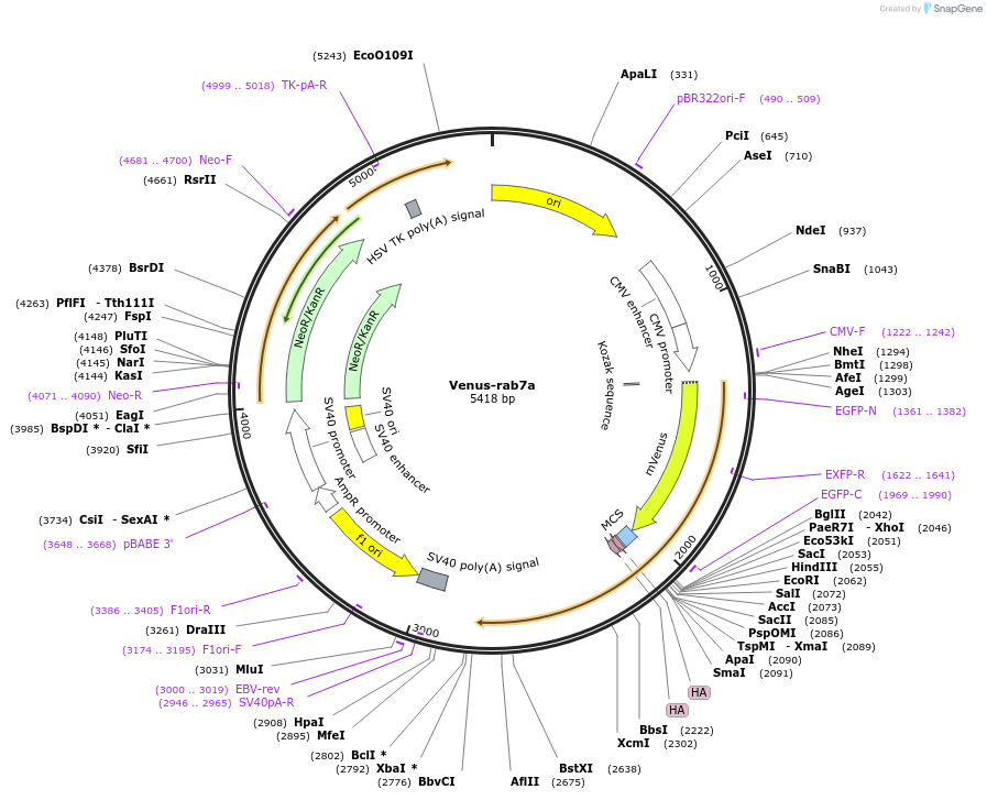234743-plasmid-map-sequence-id-467789