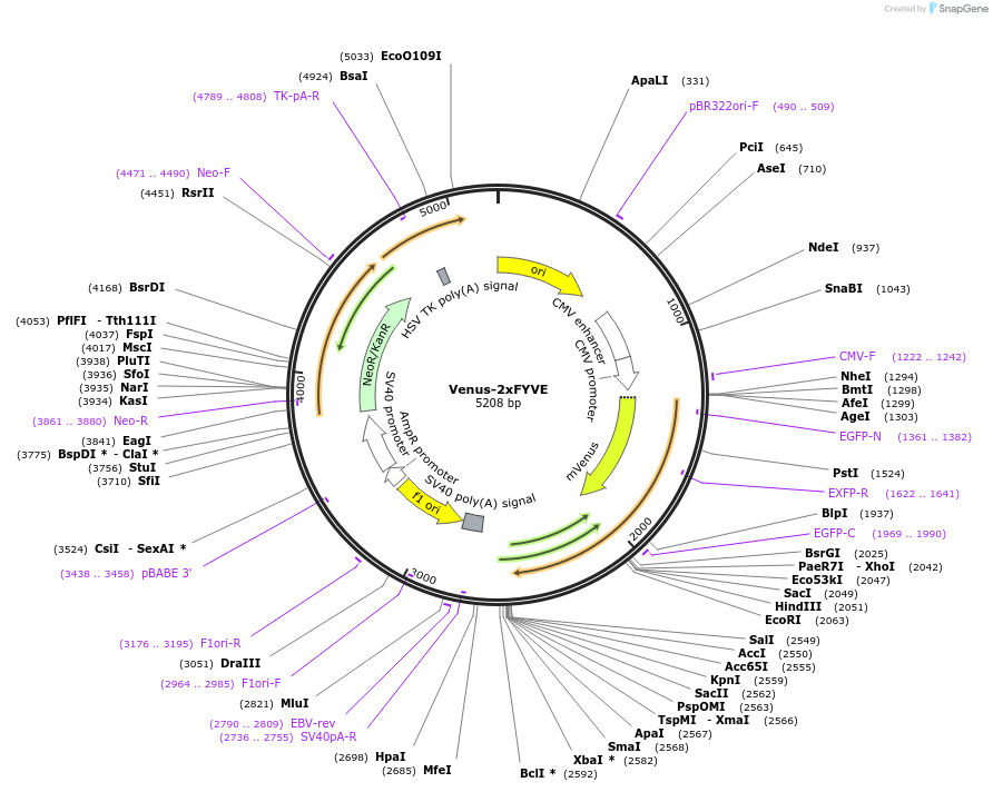 234746-plasmid-map-sequence-id-467790