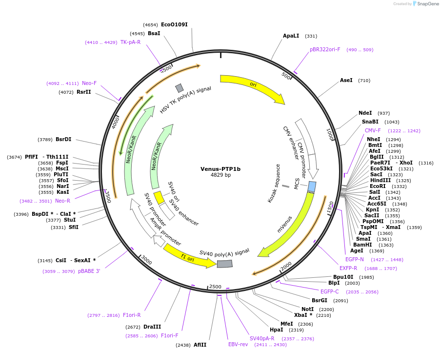 234740-plasmid-map-sequence-id-467791