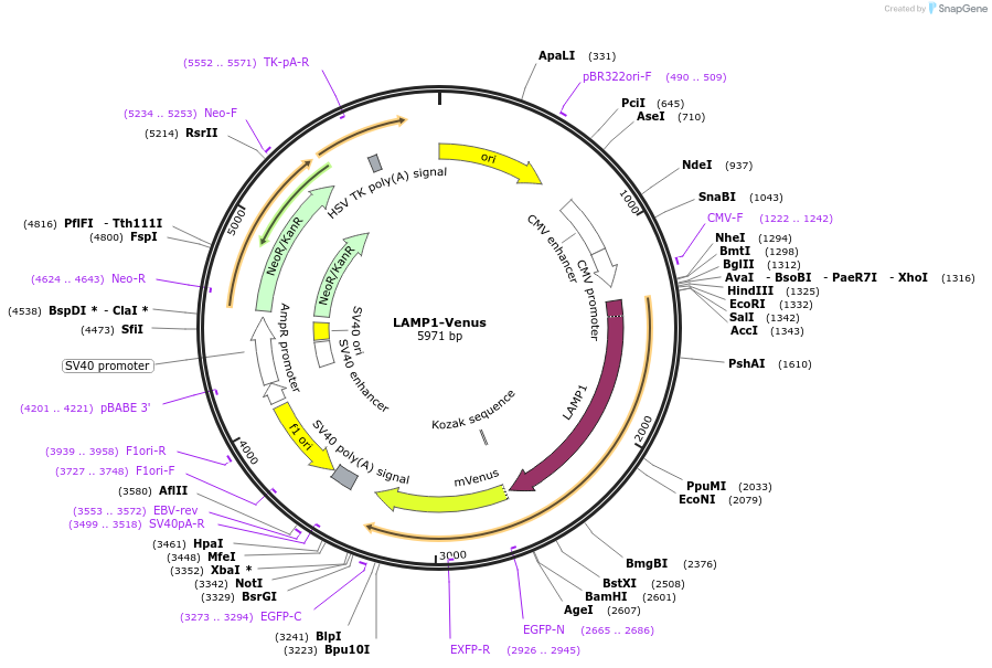 234750-plasmid-map-sequence-id-467792