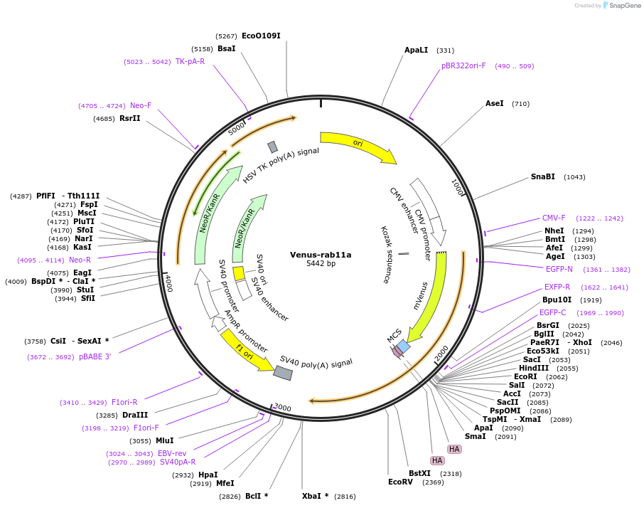 234744-plasmid-map-sequence-id-467793