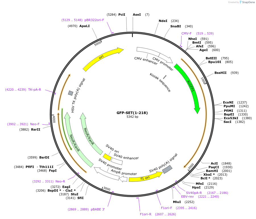 234707-plasmid-map-sequence-id-467795