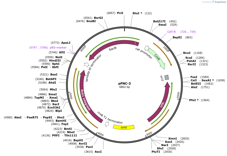 233296-plasmid-map-sequence-id-467796