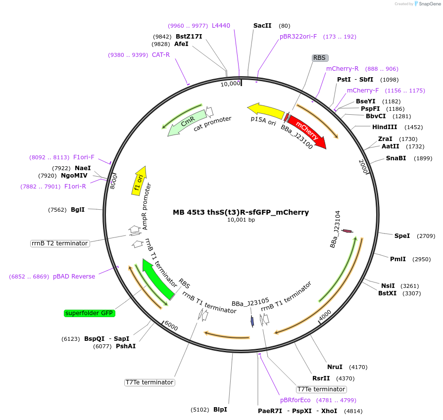 232470-plasmid-map-sequence-id-467797