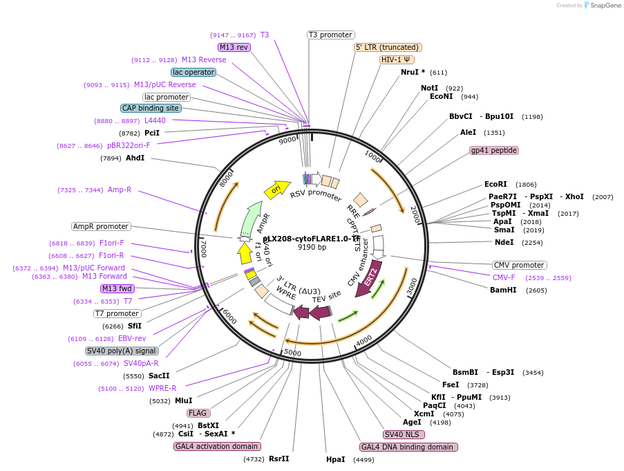 234513-plasmid-map-sequence-id-467813