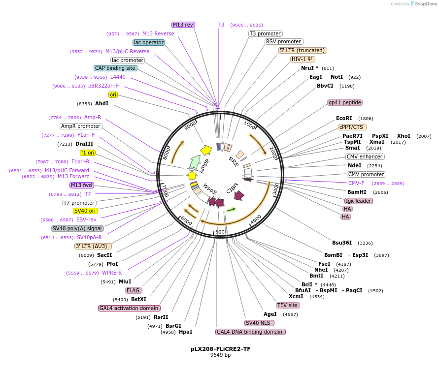 234523-plasmid-map-sequence-id-467814