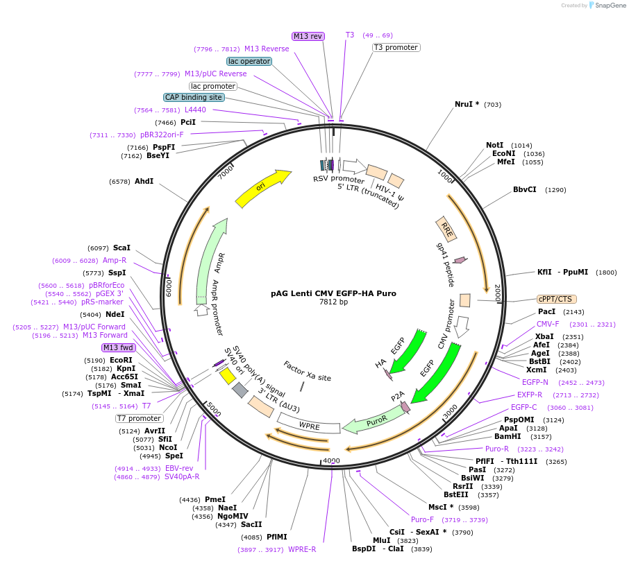 236082-plasmid-map-sequence-id-467819
