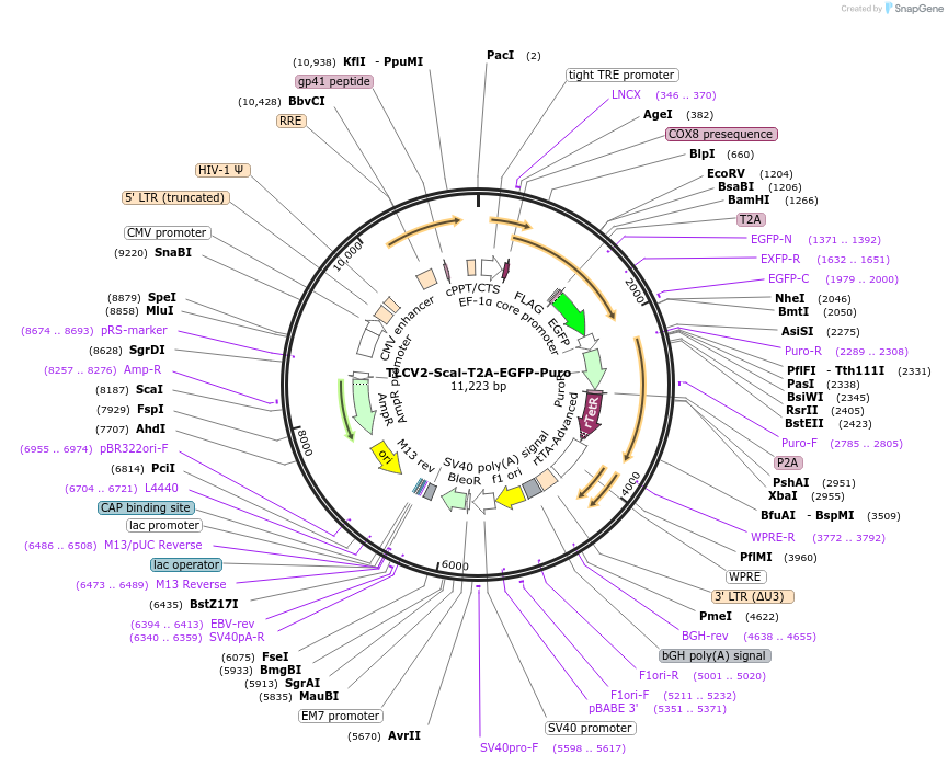 234949-plasmid-map-sequence-id-467822