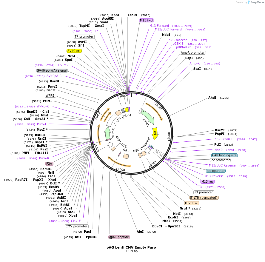 236083-plasmid-map-sequence-id-467823