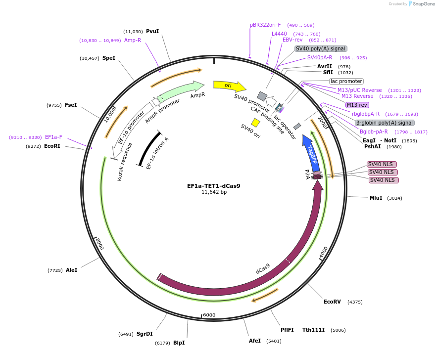 235593-plasmid-map-sequence-id-467826