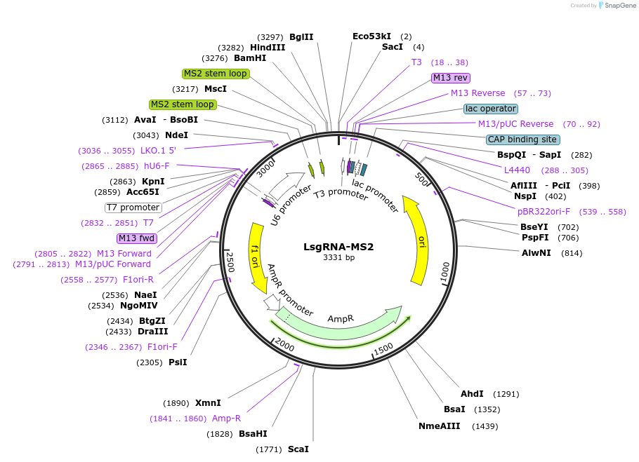 235597-plasmid-map-sequence-id-467828