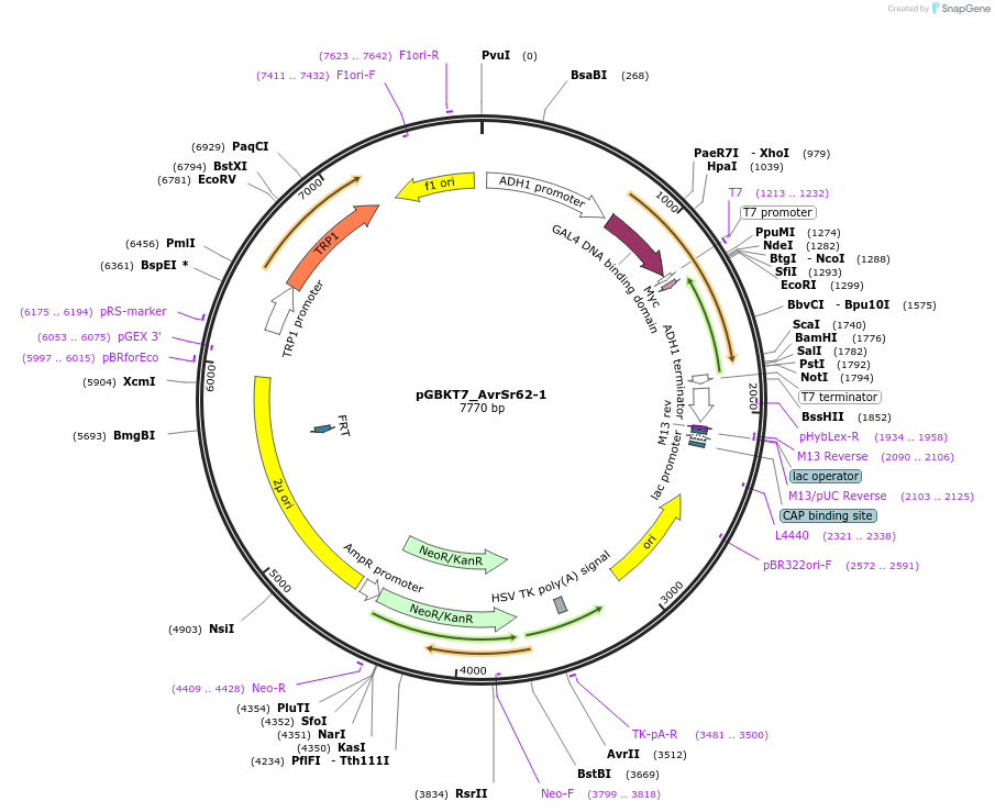 233531-plasmid-map-sequence-id-467839